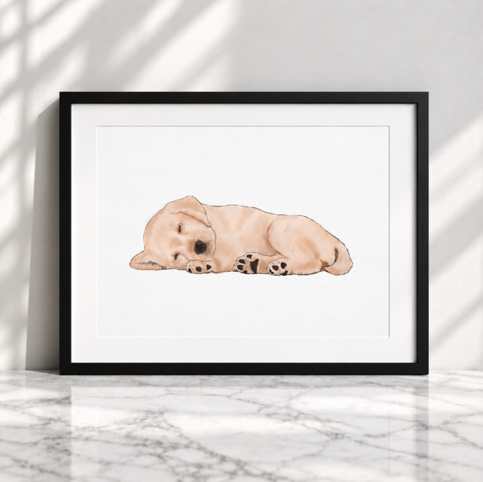 Pet Portraits